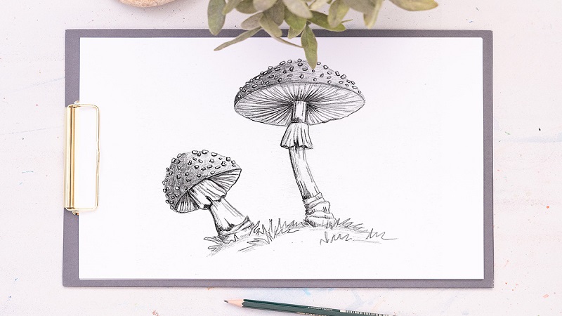 aesthetic:kabtwqi6rbg= mushroom drawing