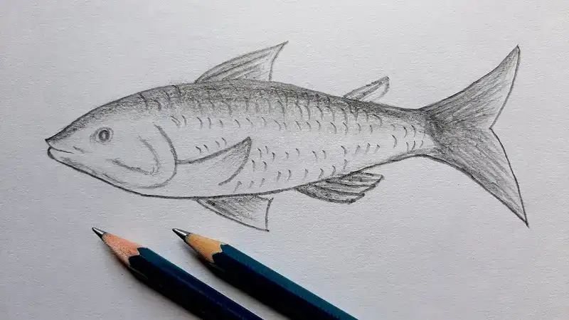 sketch:cookpad= fish drawing