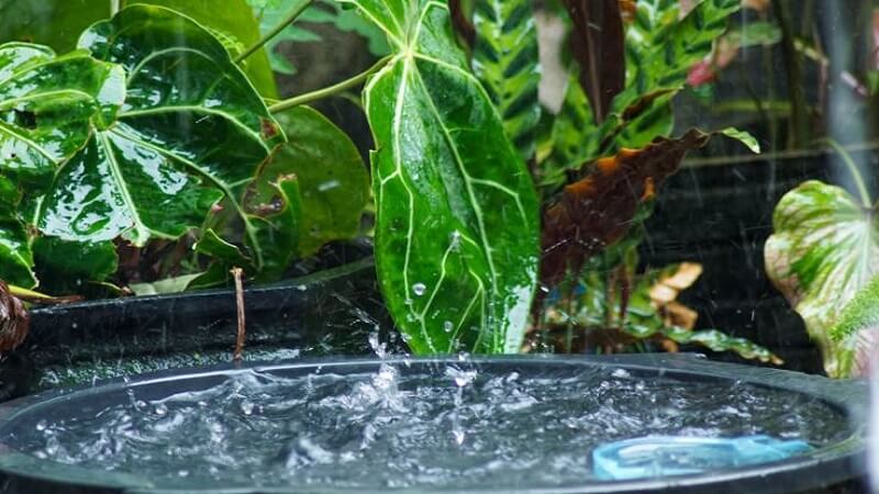 Guide to Maintaining Efficient Rainwater Harvesting Setups